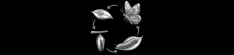 LifeCycle.png