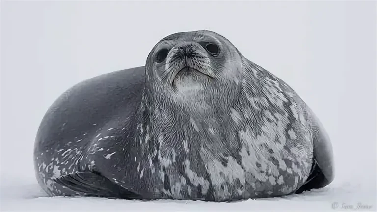 Алимжанчик.webp