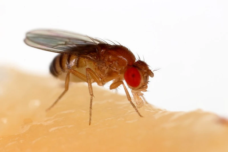 960px-Drosophila_melanogaster_Proboscis.jpeg