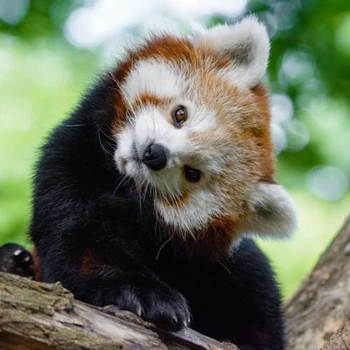 Doji-San Lichess streamer picture