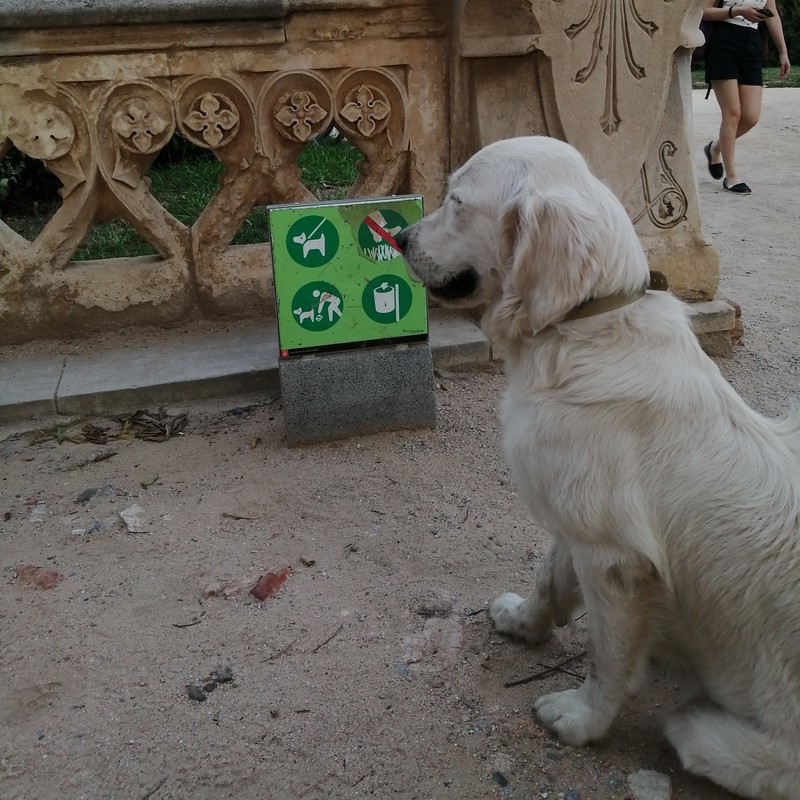 Cammy (a dog), looking at dog-related rules in the park where Lichess held its public Meetup.