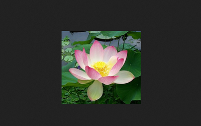 Photo of the flower of the sacred lotus, Nelumbo nucifera, grows out of mud, thus symbolising enlightenment.