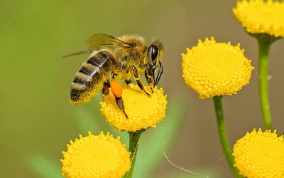 A importância das abelhas no mundo!