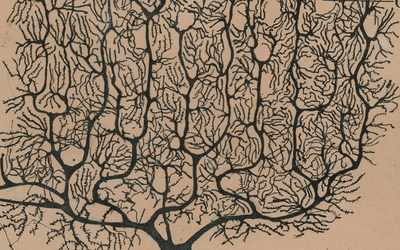Illustration of neurons by Ramon y Cajal