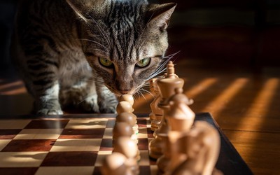 cat playing chess