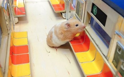 un hamster dans un métro direction l'Ukraine pour faire la guerre