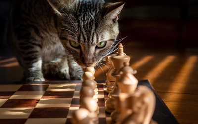 A domestic tabby cat sniffs a pawn on a chess board