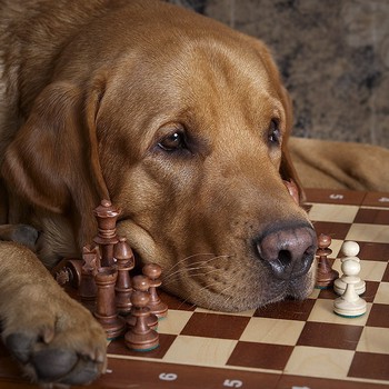 Chess_Dog8 Lichess streamer picture