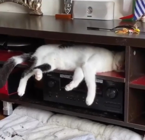 cat sleep.png
