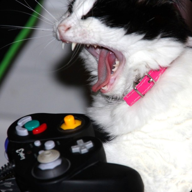 cat gaming.jpg