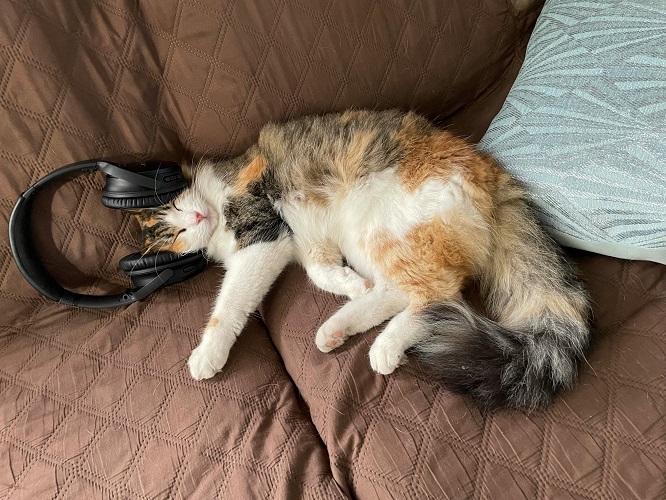 cat vibing.jpg