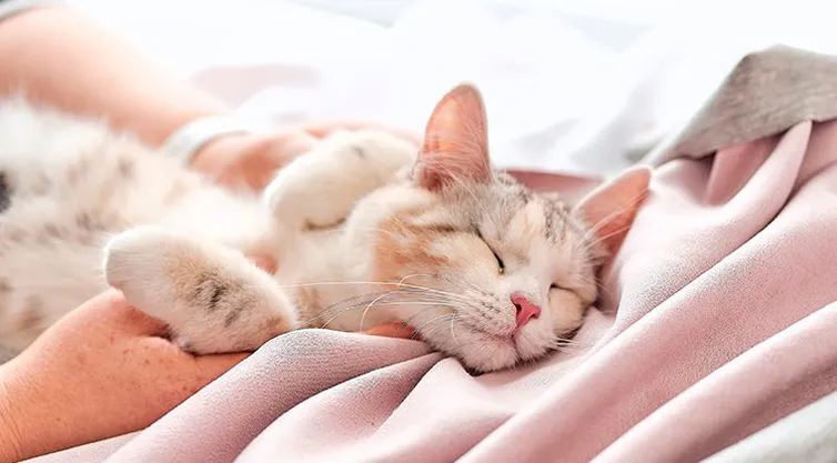 cat bliss.png