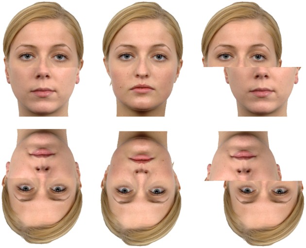 The-Composite-effect-The-central-face-is-the-original-Langner-et-al-2010-while-the.jpeg