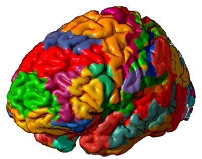 brodmann_areas.png